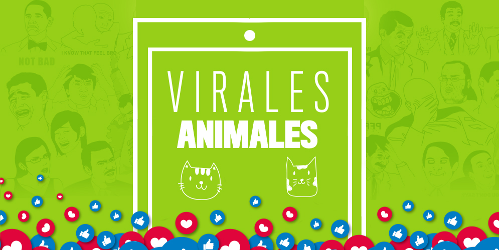Videos virales de animales