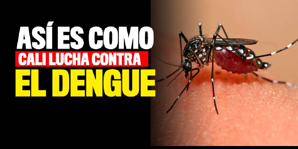 Así va la lucha de Cali contra el Dengue ¡14 muertos en lo que va del año!  » Q'hubo Cali