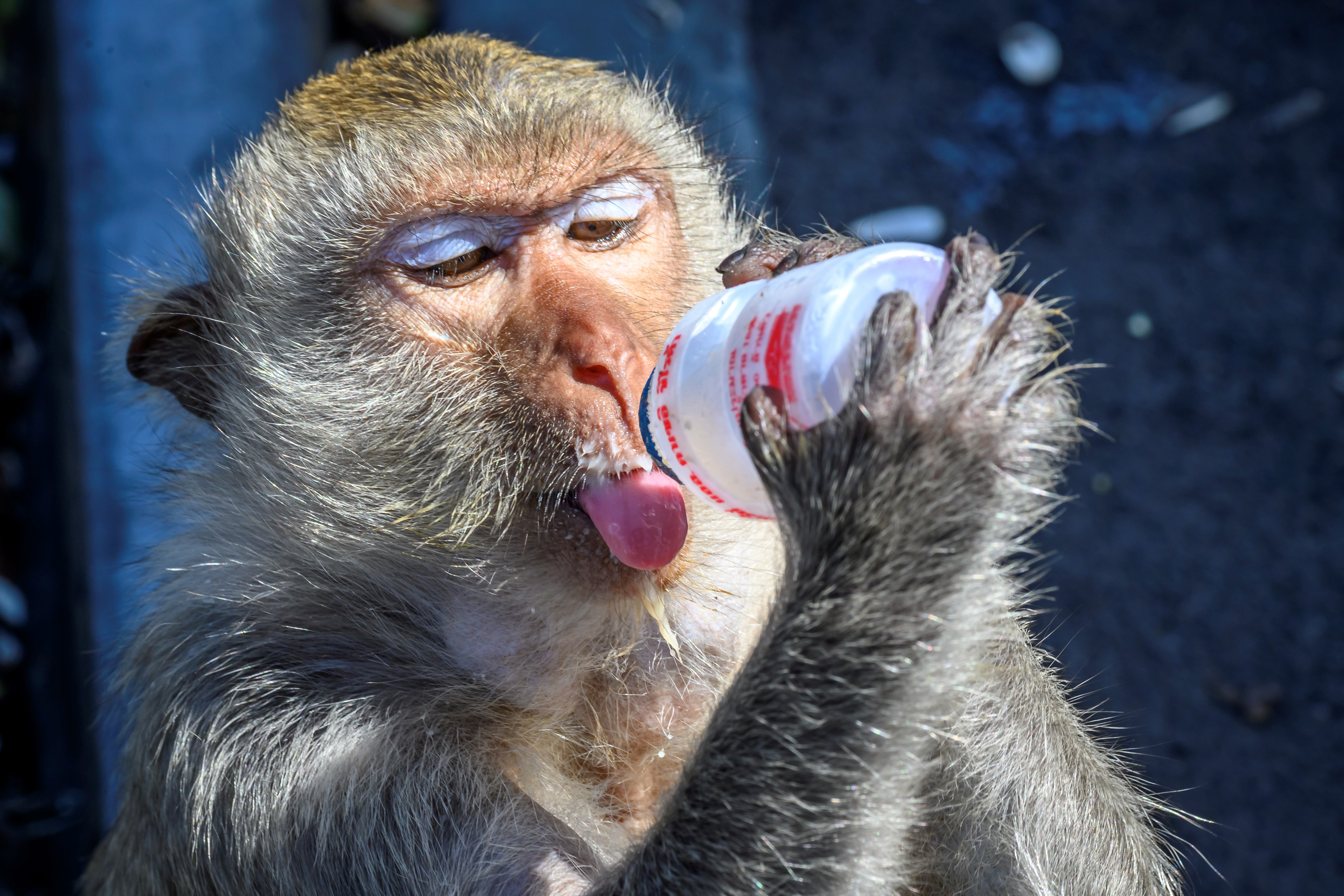 mono alcohólico