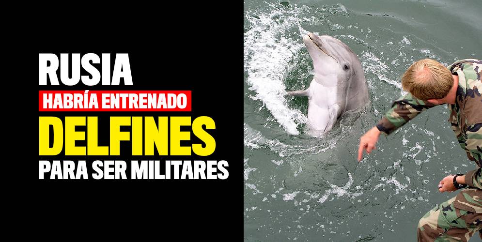delfines militares