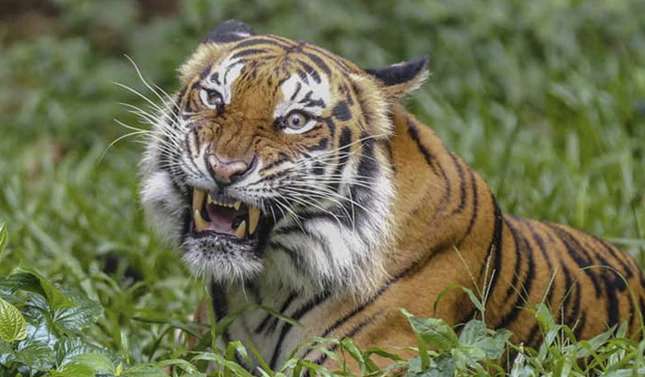 tigresa mata cuidadora