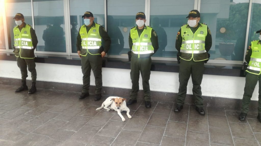 Apareció 'Lagañas', el perro de la Policía que se perdió en el MIO