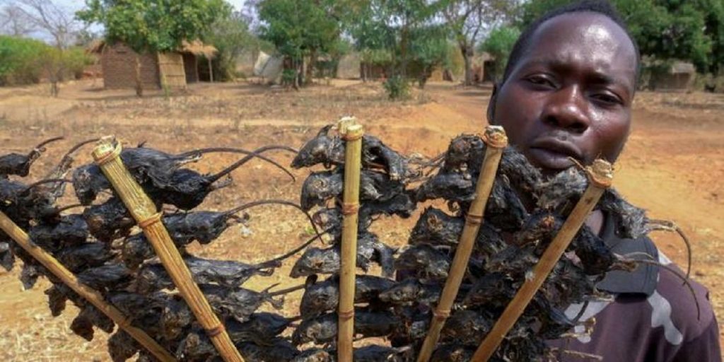 Preparan brochetas de ratón ante el hambre en Malaui