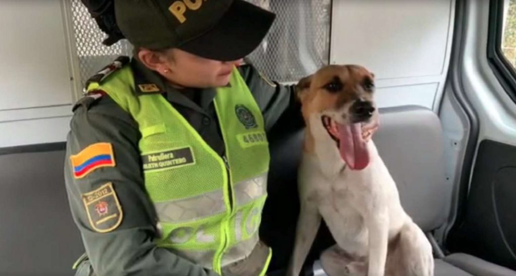 Apareció 'Lagañas', el perro de la Policía que se perdió en el MIO