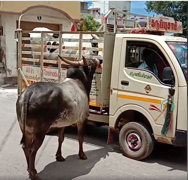 Camión de Toros y Vacas
