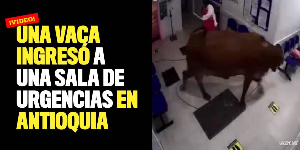Video Una vaca ingresó a una sala de urgencias en Antioquia