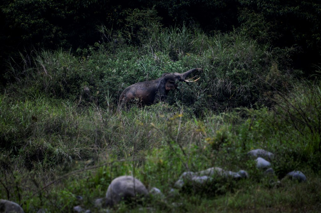 ¡Insólito! Zimbabue vende permisos para cazar 500 elefantes