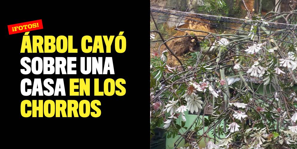 Árbol cayó sobre una casa en Los Chorros