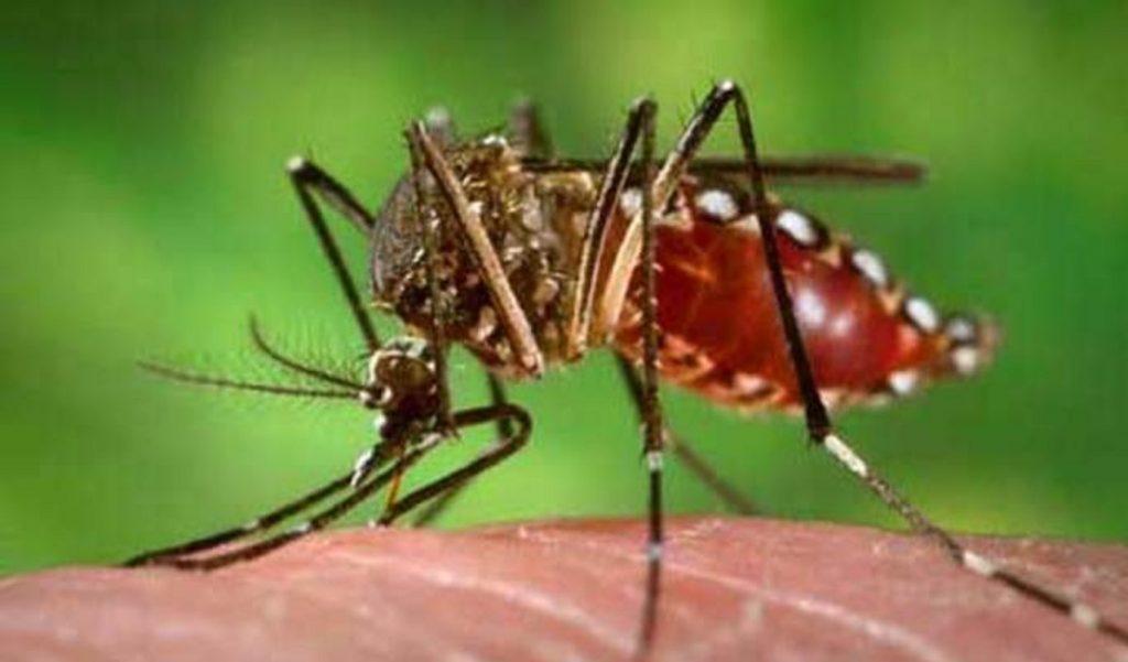 Piden fumigación urgente por casos de dengue en el barrio Atanasio Girardot