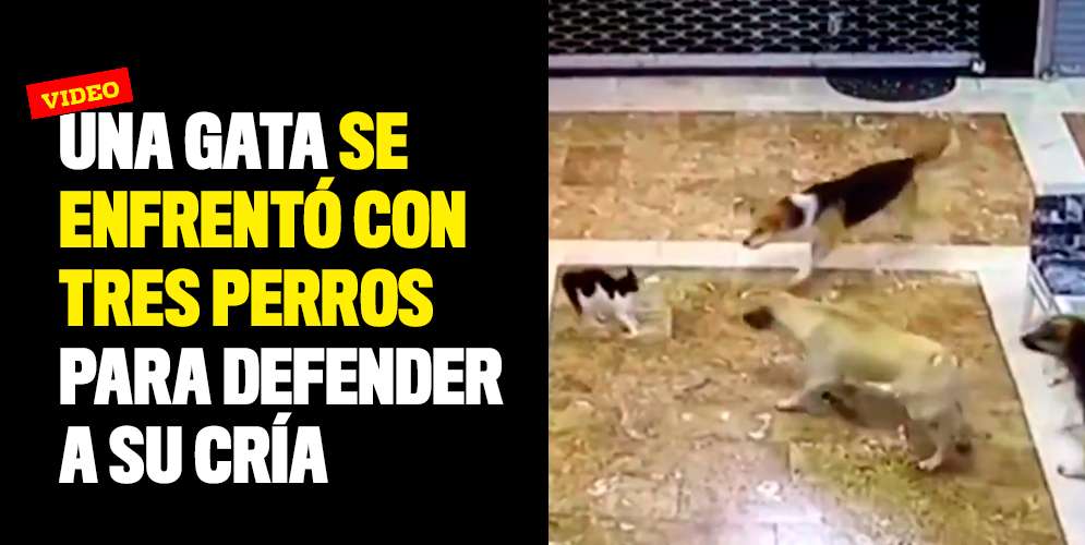 Una gata se enfrentó con tres perros para defender a su cría