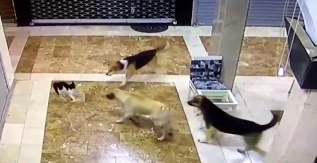 Una gata se enfrentó con tres perros para defender a su cría