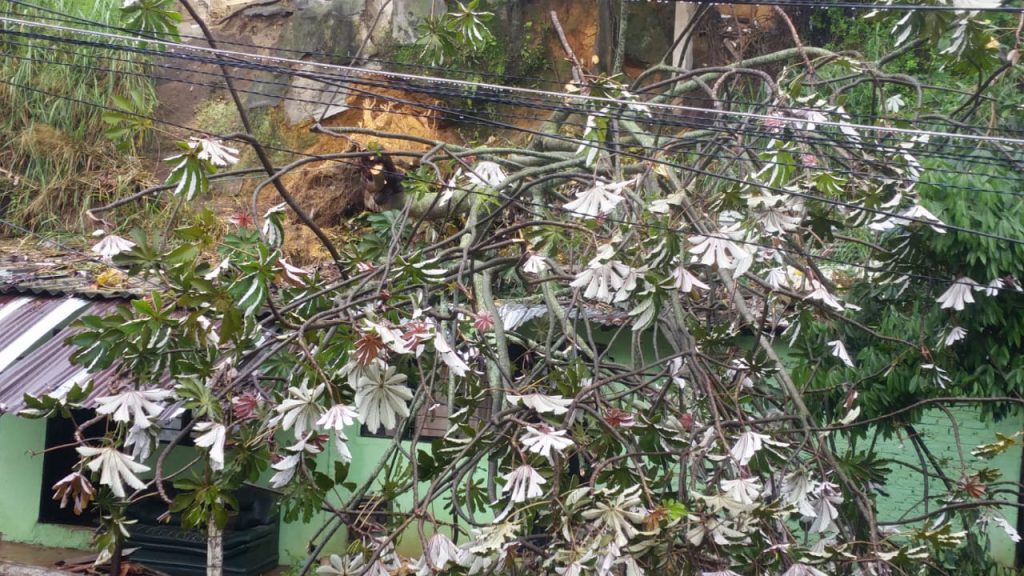 Árbol cayó sobre una casa en Los Chorros
