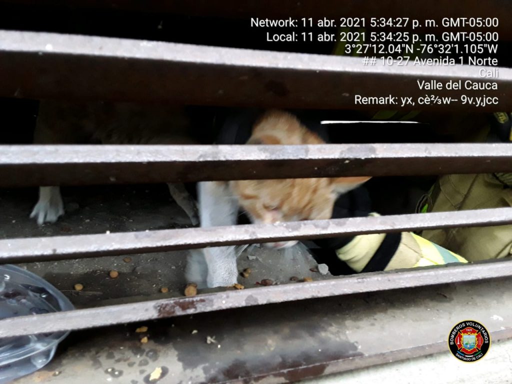 Así fue el conmovedor rescate de un gato en el Túnel Mundialista