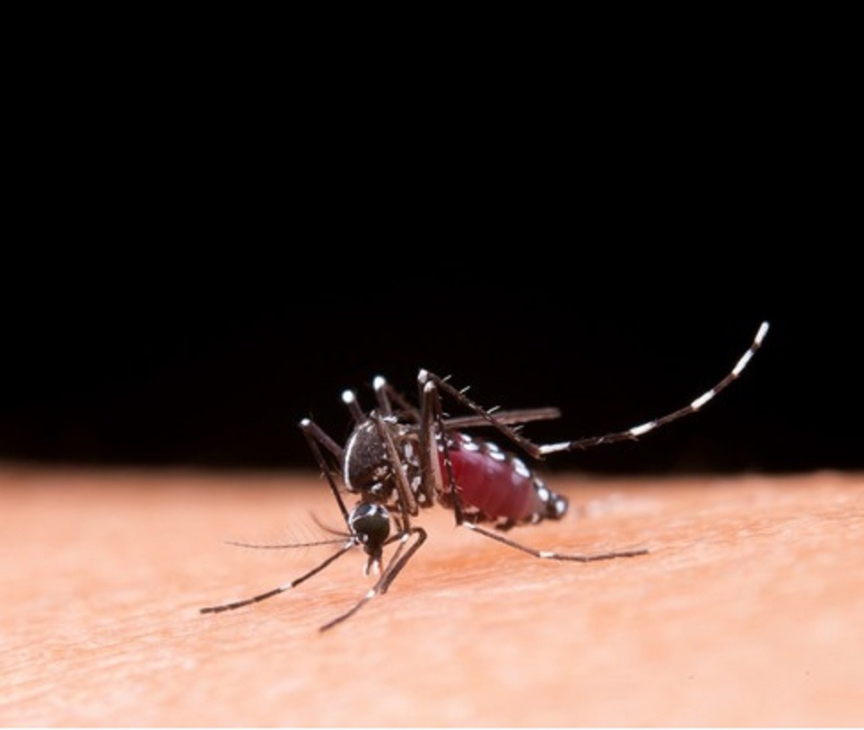¡Alerta con el dengue! A Cali la 'comen' los zancudos