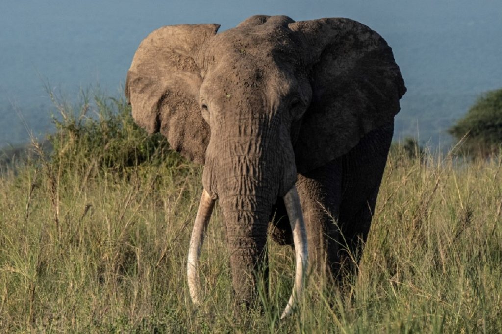 Zimbabue vende permisos para cazar 500 elefantes