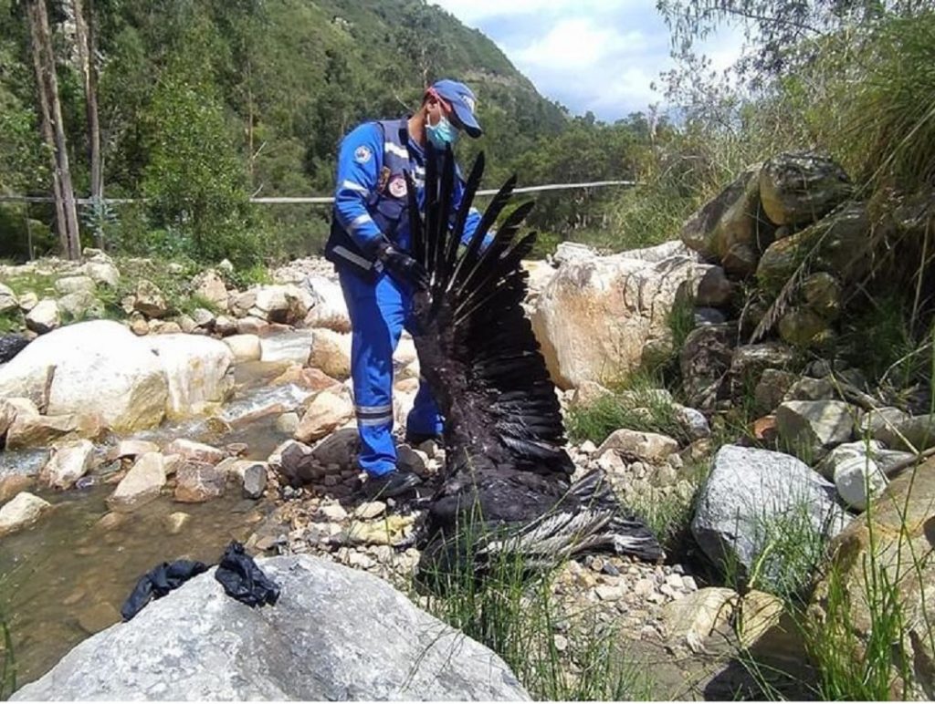 ¡Terrible! Cóndores hallados muertos habrían sido envenenado