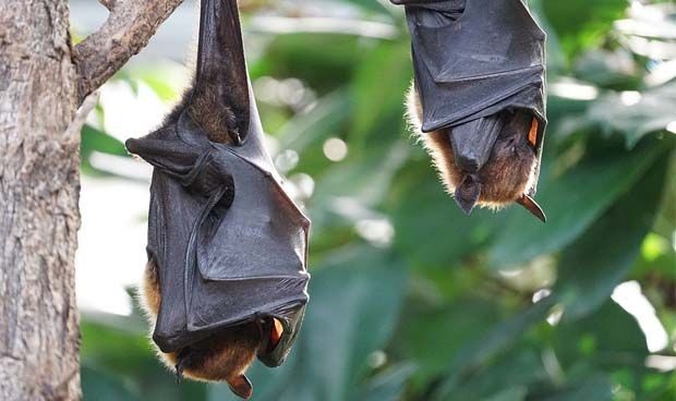 murciélagos