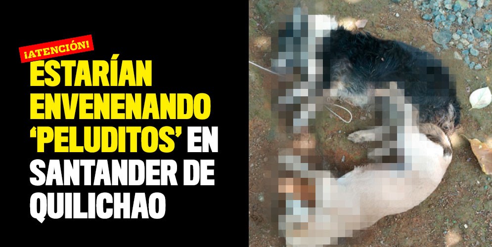Estarían envenenando 'peluditos' en Santander de Quilichao