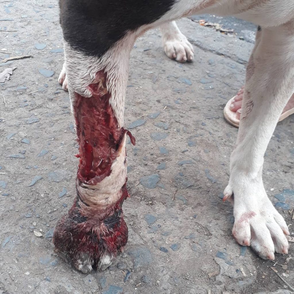 A Kaiser le amputaron una patita y piden ayuda para el tratamiento