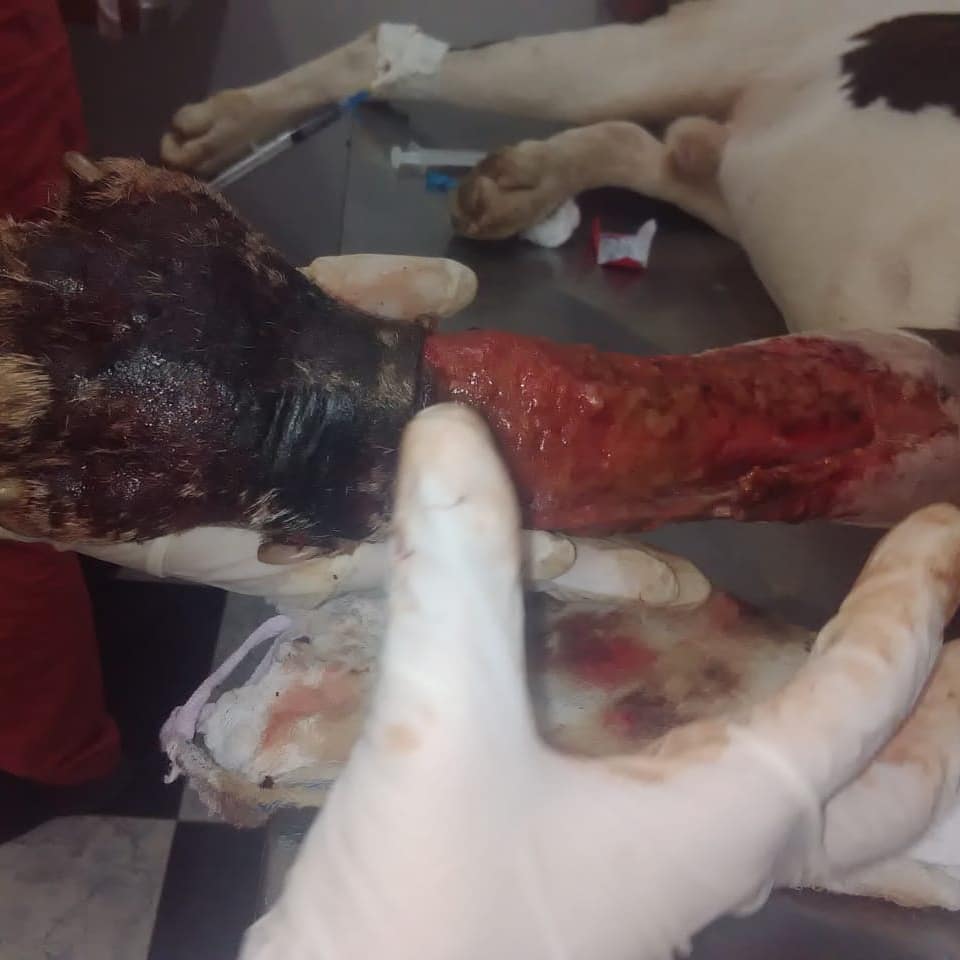 A Kaiser le amputaron una patita y piden ayuda para el tratamiento