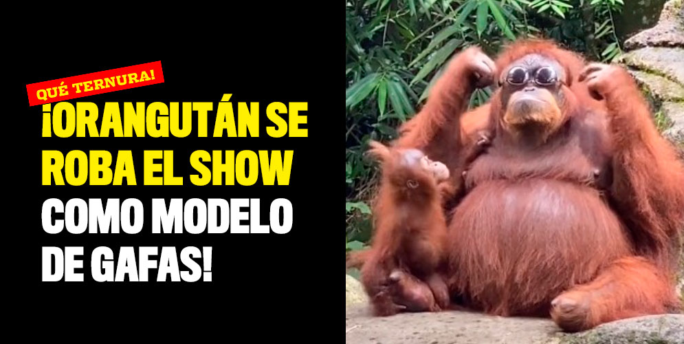 Orangután-se-roba-el-show-como-modelo-de-gafas