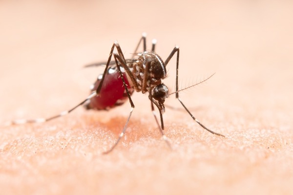 Confirman primera muerte por dengue en Cali este año