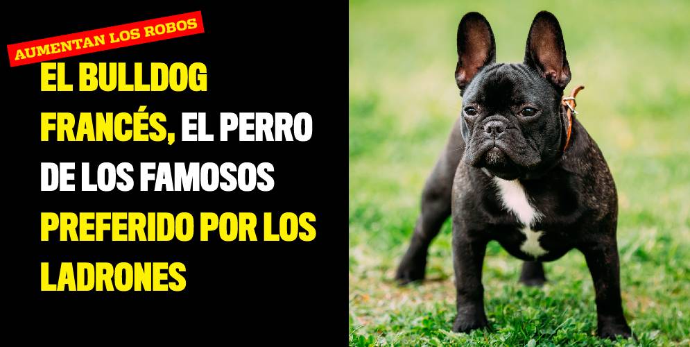El bulldog francés, el perro de los famosos preferido por los ladrones
