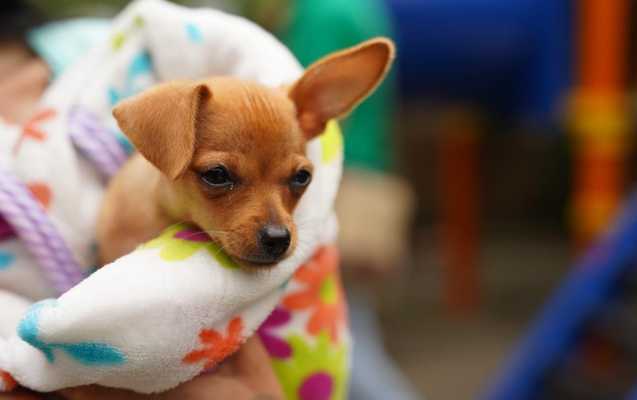 Así será el exclusivo hospital para 'peluditos' que se construye en Cali