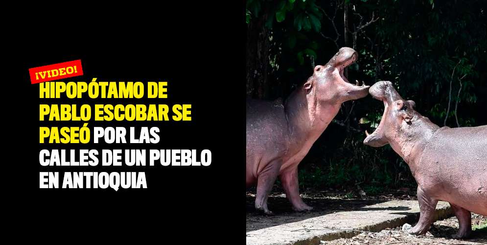 Hipopótamo-de-Pablo-Escobar-se-paseó-por-las-calles-de-un-pueblo-en-Antioquia