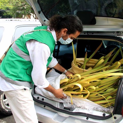 Decomisan 200 ramos de Palma de Cera este Domingo de Ramos en Cali