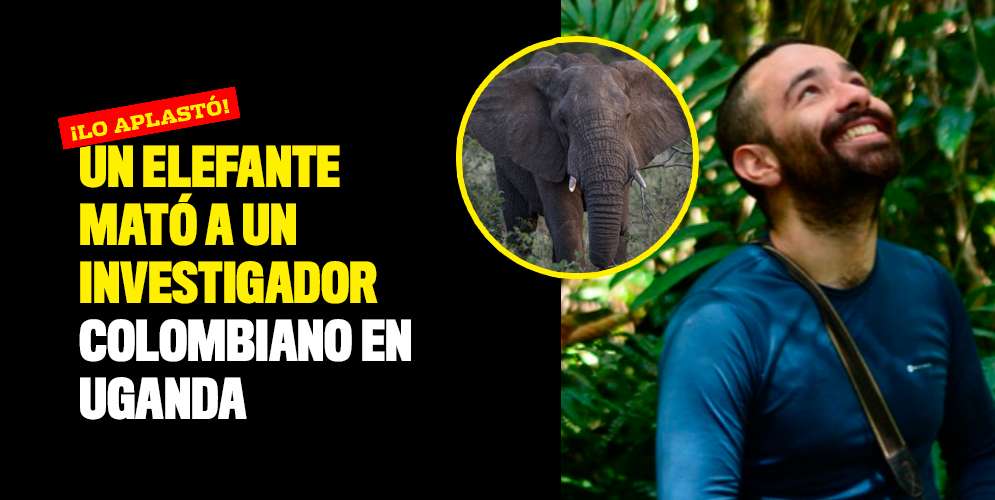 Un elefante mató a un investigador colombiano en Uganda