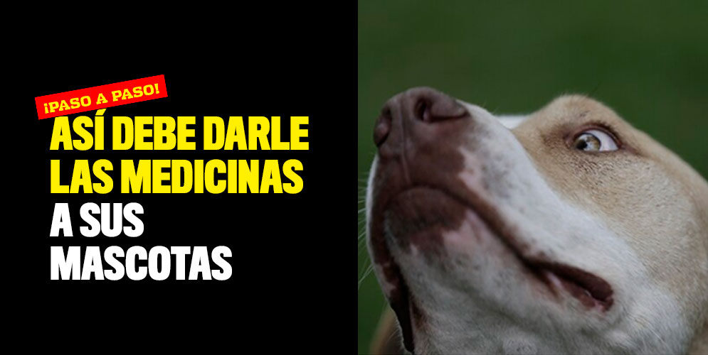 Así debe darle las medicinas a sus mascotas