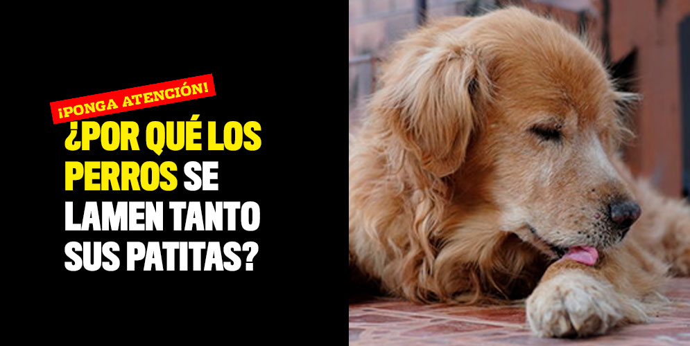 ¿Por qué los perros se lamen tanto sus patitas? ¡Ponga atención!