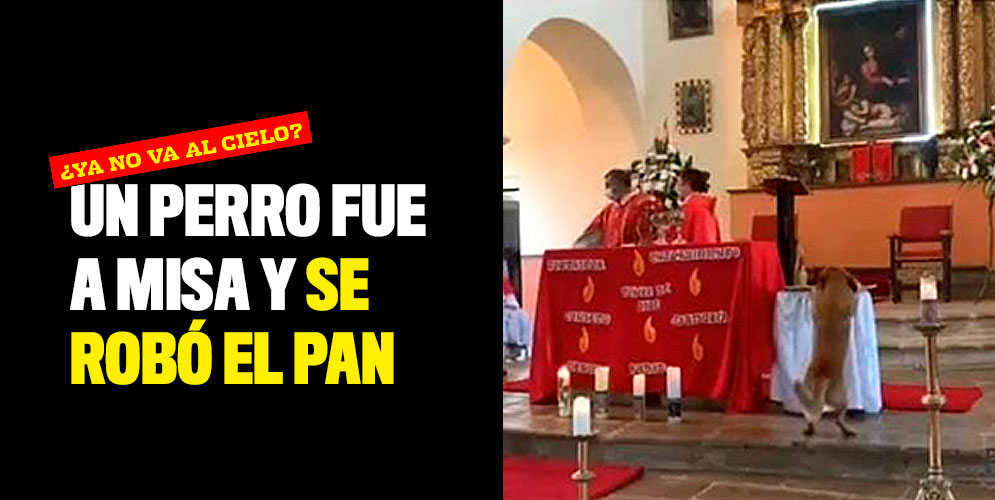 ¿Ya no va al cielo? Un perro fue a misa y se robó el pan