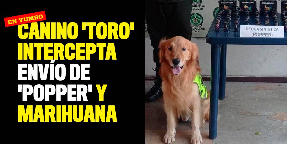 Canino 'Toro' intercepta envío de 'popper' y marihuana en Yumbo