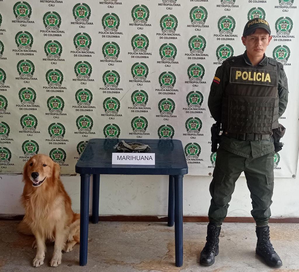 Canito 'Toro' intercepta envío de 'popper' y marihuana en Yumbo