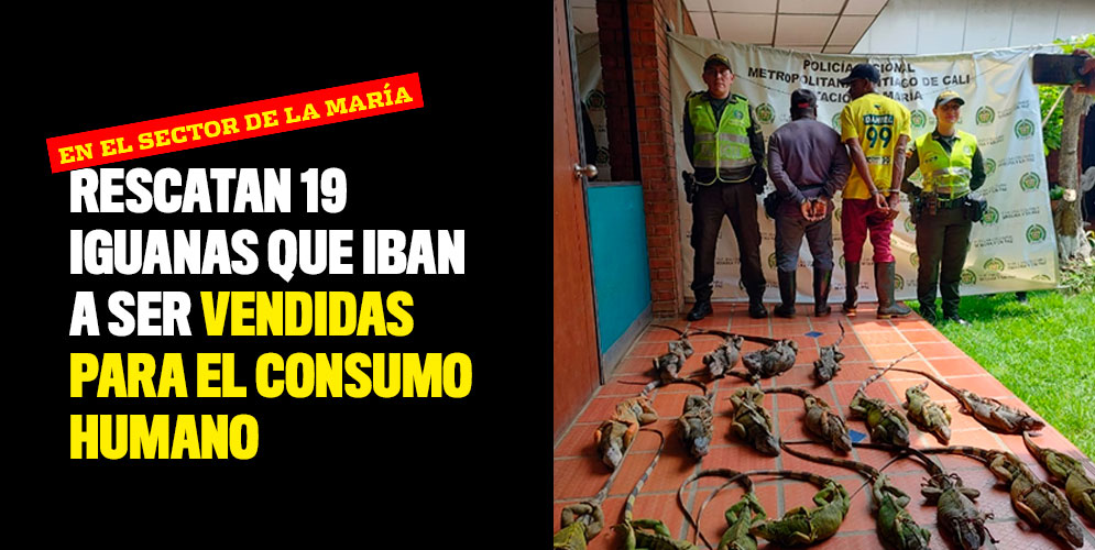 Rescatan-19-iguanas-que-iban-a-ser-vendidas-para-el-consumo-humano.jpg