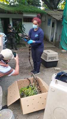 Rescatan 19 iguanas que iban a ser comercializadas para el consumo humano