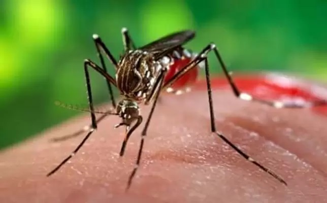Alertan sobre brotes de dengue en tres municipios del Valle