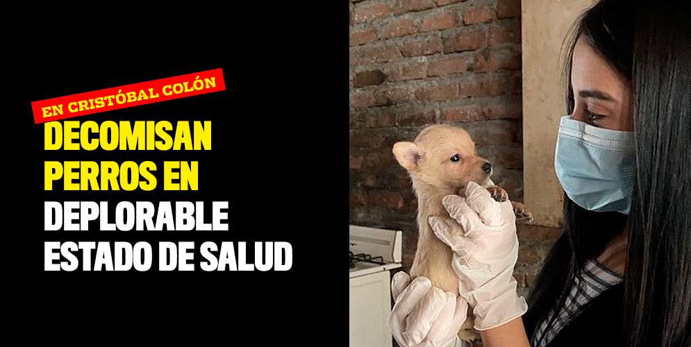 Decomisan perros en deplorable estado de salud en Cristóbal Colón