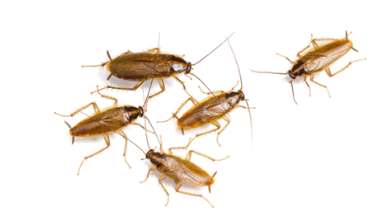 Con este remedio casero puede alejar a las cucarachas de su casa Con este remedio casero puede alejar a las cucarachas de su casa