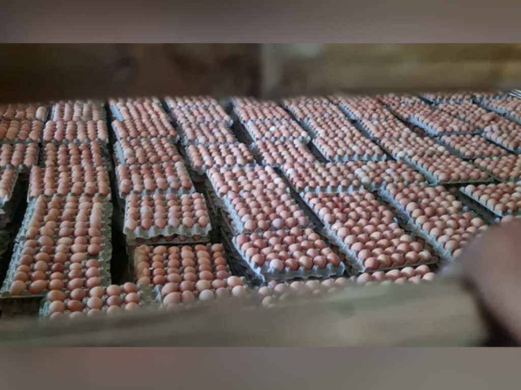 Policía recuperó los 85 mil huevos que se habían robado de un furgón La policía metropolitana de Ibagué logró recuperar de un vehículo tipo furgón los 85.000 mil huevos avaluados en 75 millones de pesos pertenecientes a la empresa avícola Triple A, los cuales fueron hurtados por unos sujetos en la vía Doima-Buenos aires, en el Tolima. 