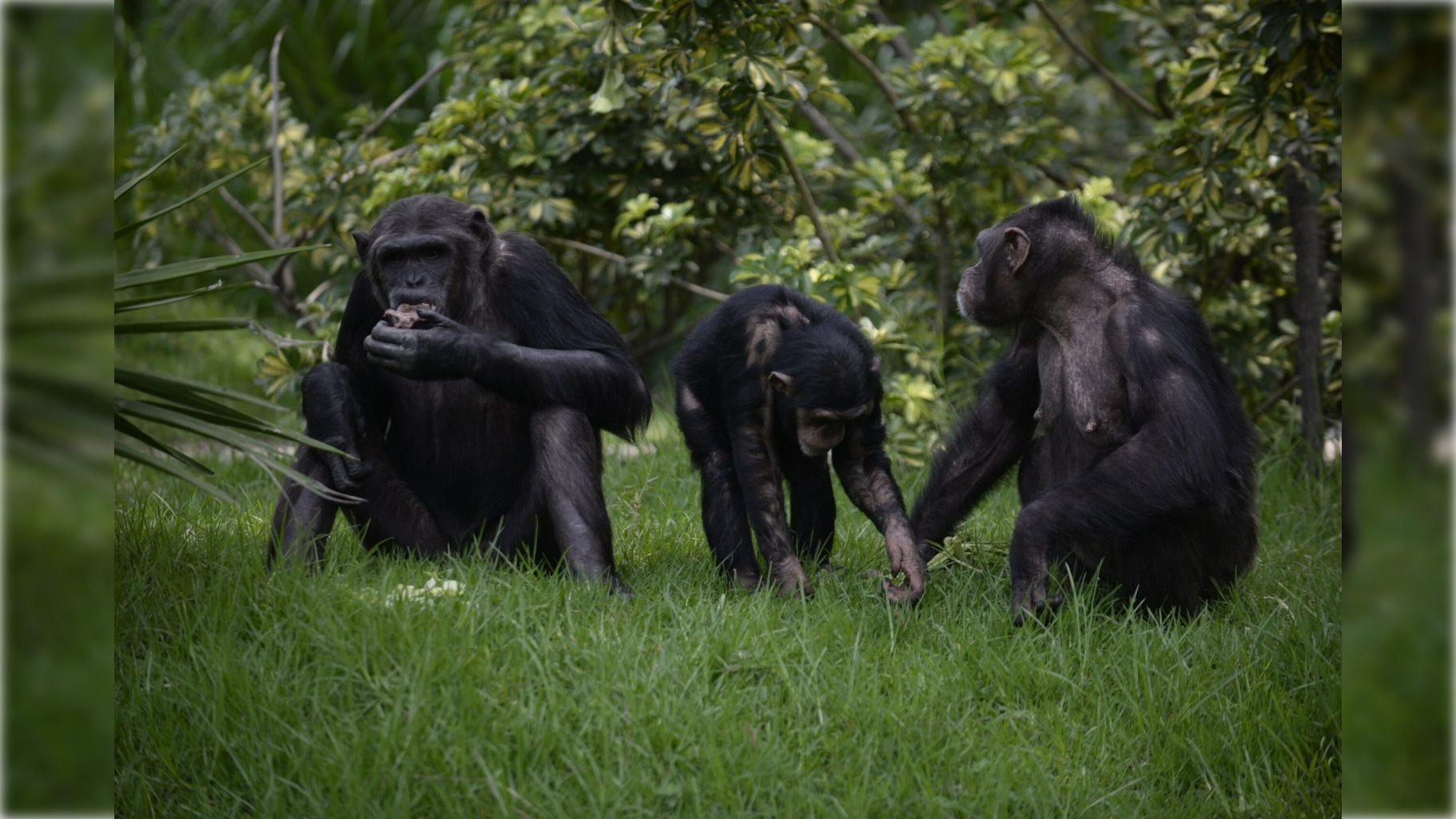 Un zoológico sueco mata a varios chimpancés en fuga
